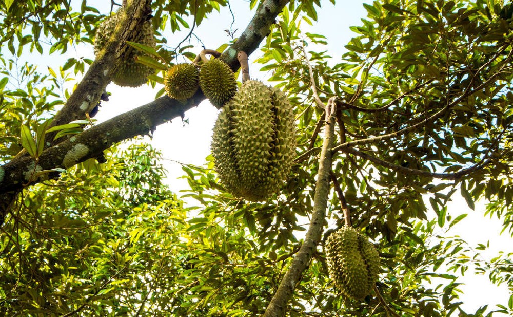 Plantación de durian.jpeg