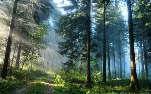 estación meteorológica forestal.jpg