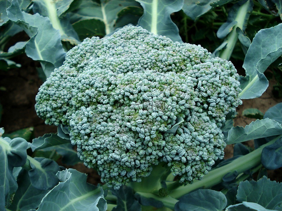 brócoli.jpg