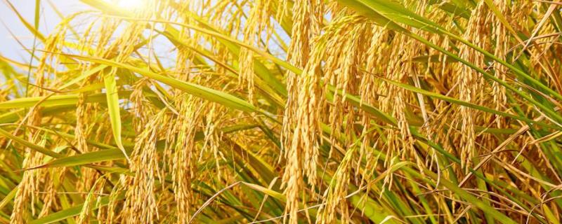 Arroz (2).jpg