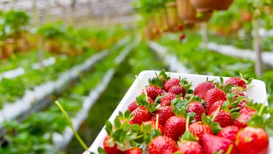 Cultivo de fresas.jpg