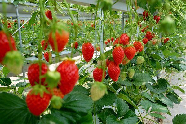 Cultivo de fresas.jpg