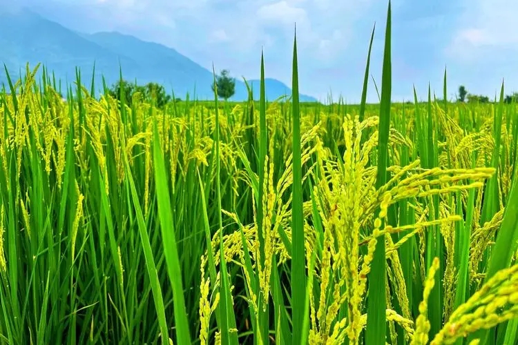 Arroz.jpg