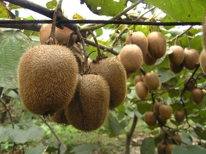 kiwi.jpeg