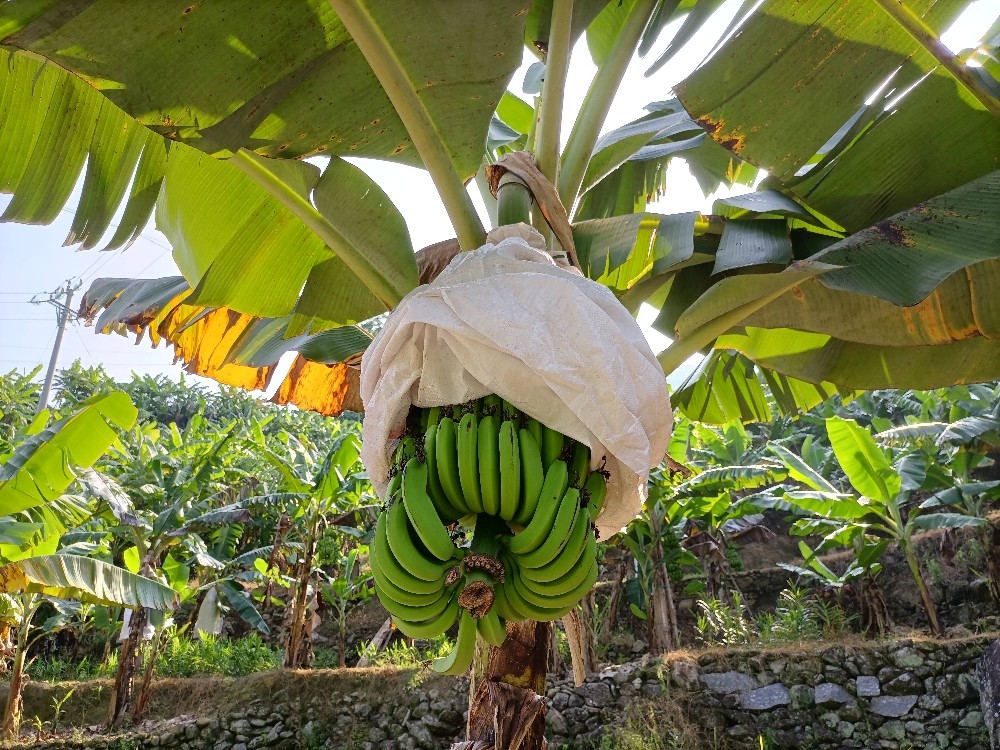 Plátano.jpeg