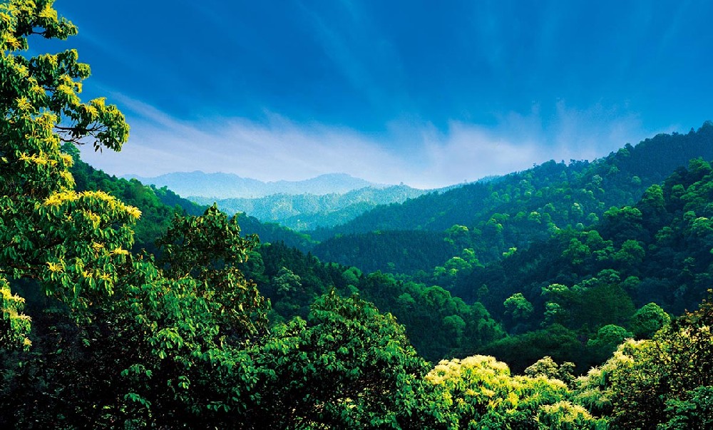 bosques.jpg