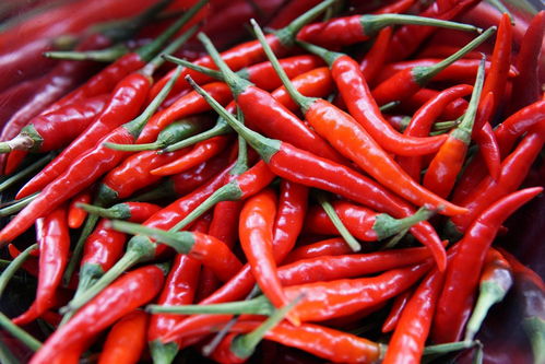 chiles jalapeños (1).jpeg