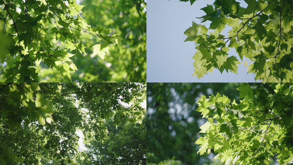 Hoja.jpeg
