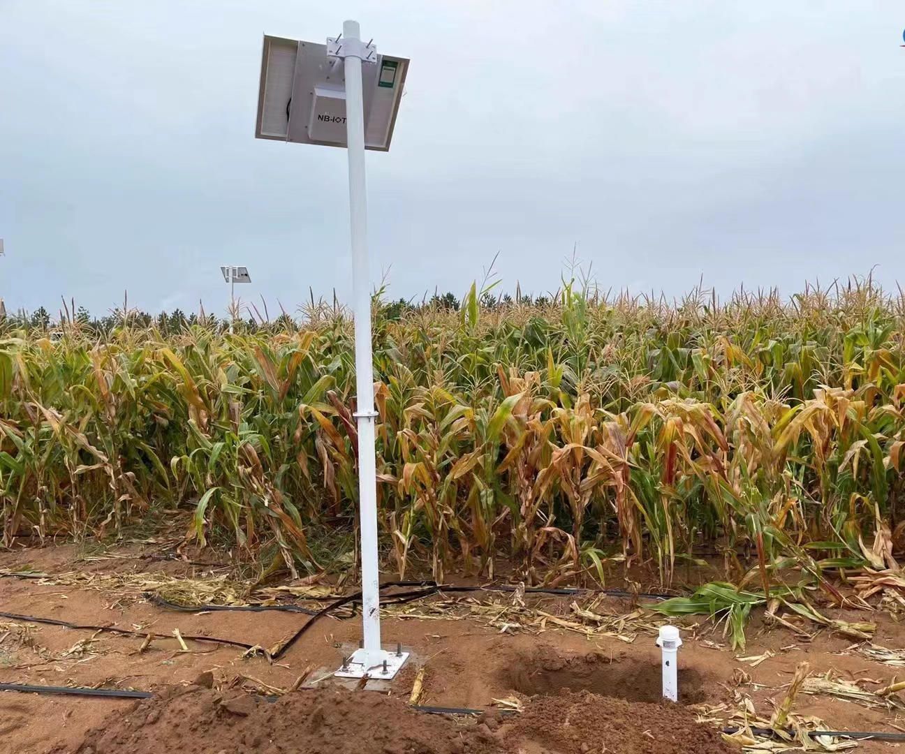 Sensores de humedad del suelo Imagen de instalación.jpg