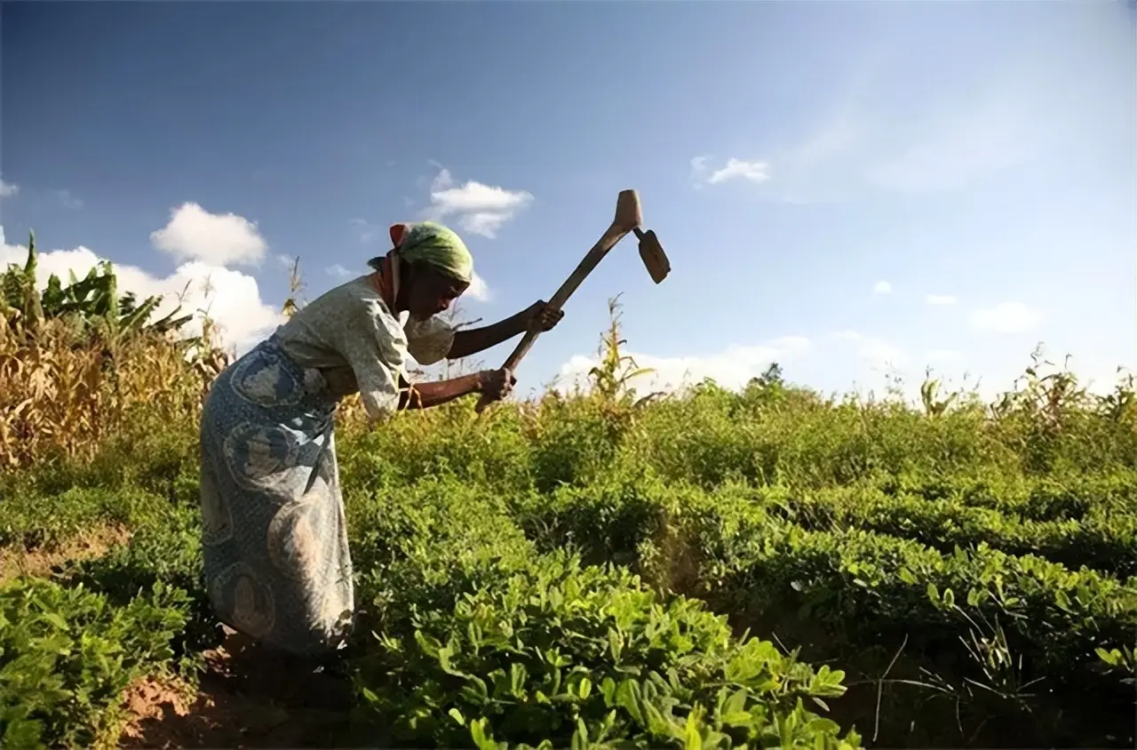 African agriculture.jpeg African agriculture.jpeg