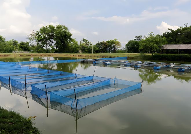 Monitorización de Calidad del Agua en Acuicultura Inteligente.jpg